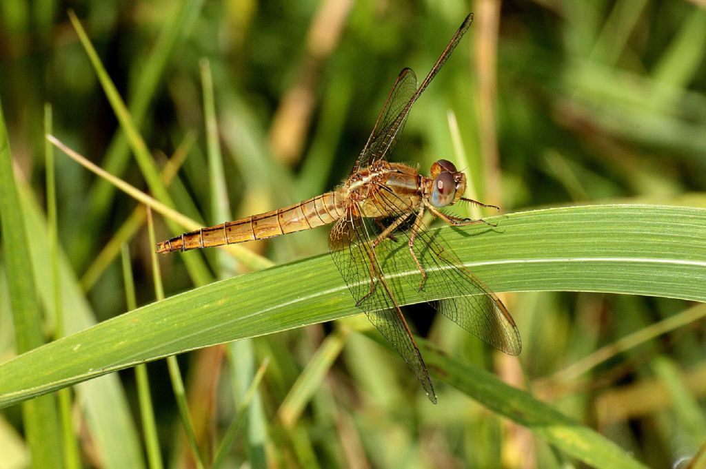 Crocothemis erythraea femmina? - S